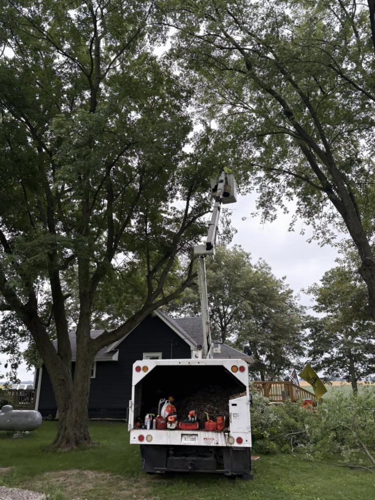 Lafayette Tree Removal Service | Doin' It Wells